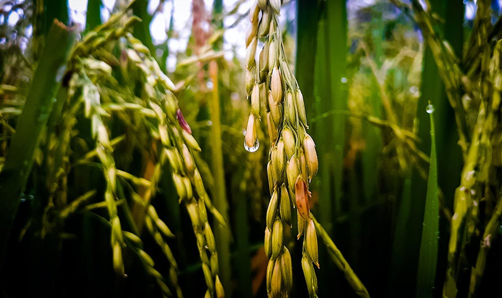 哈尔滨卖五常大米 十月稻田大米哪里有卖