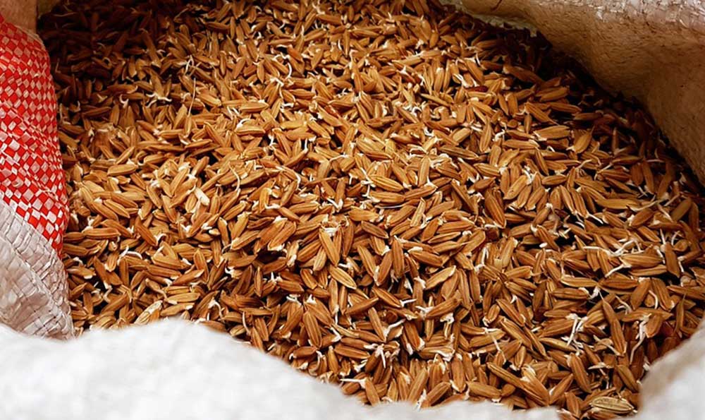 五常大米价格多少钱一斤