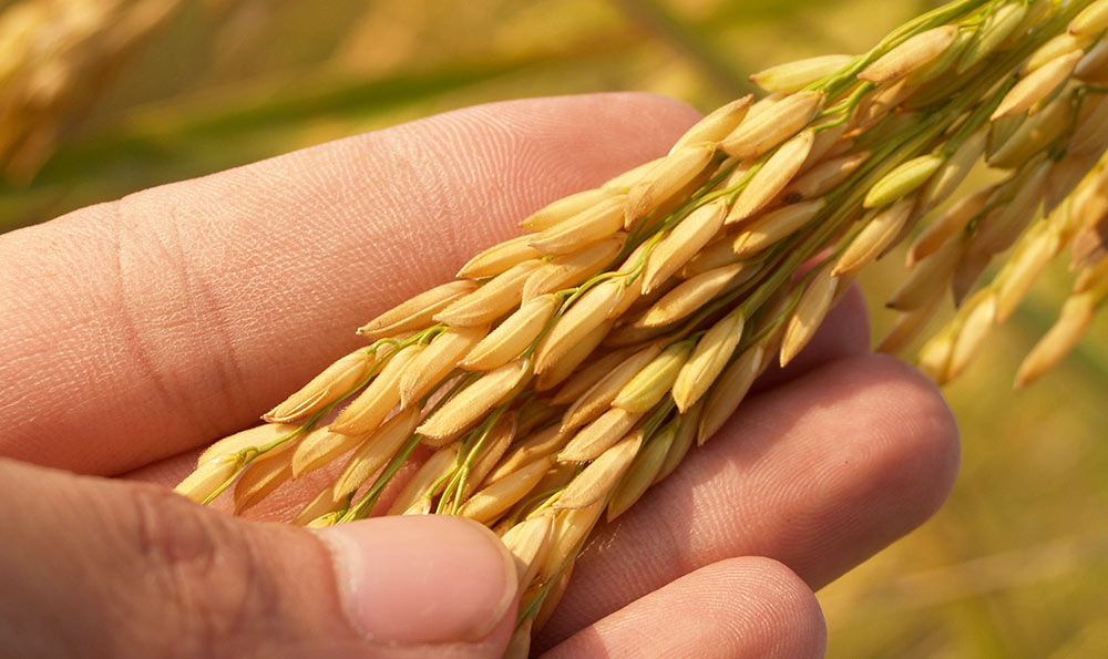 五常大米都是转基因的吗（五常转基因大米）