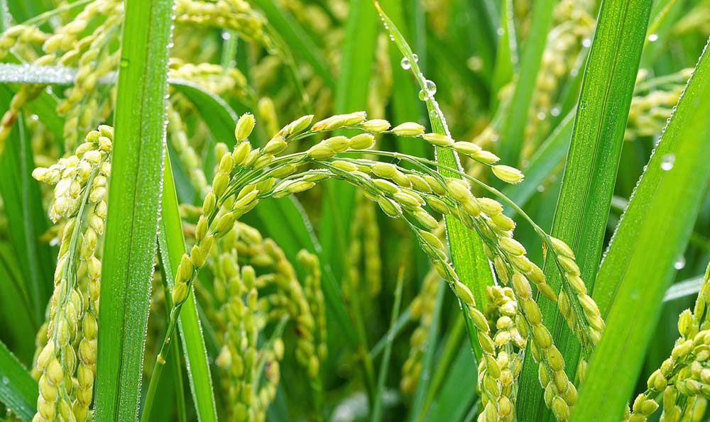 一亩地稻谷产量